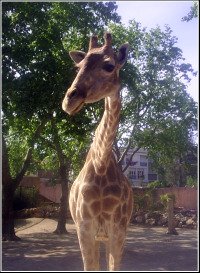 Lisbon Zoo Girafe.
